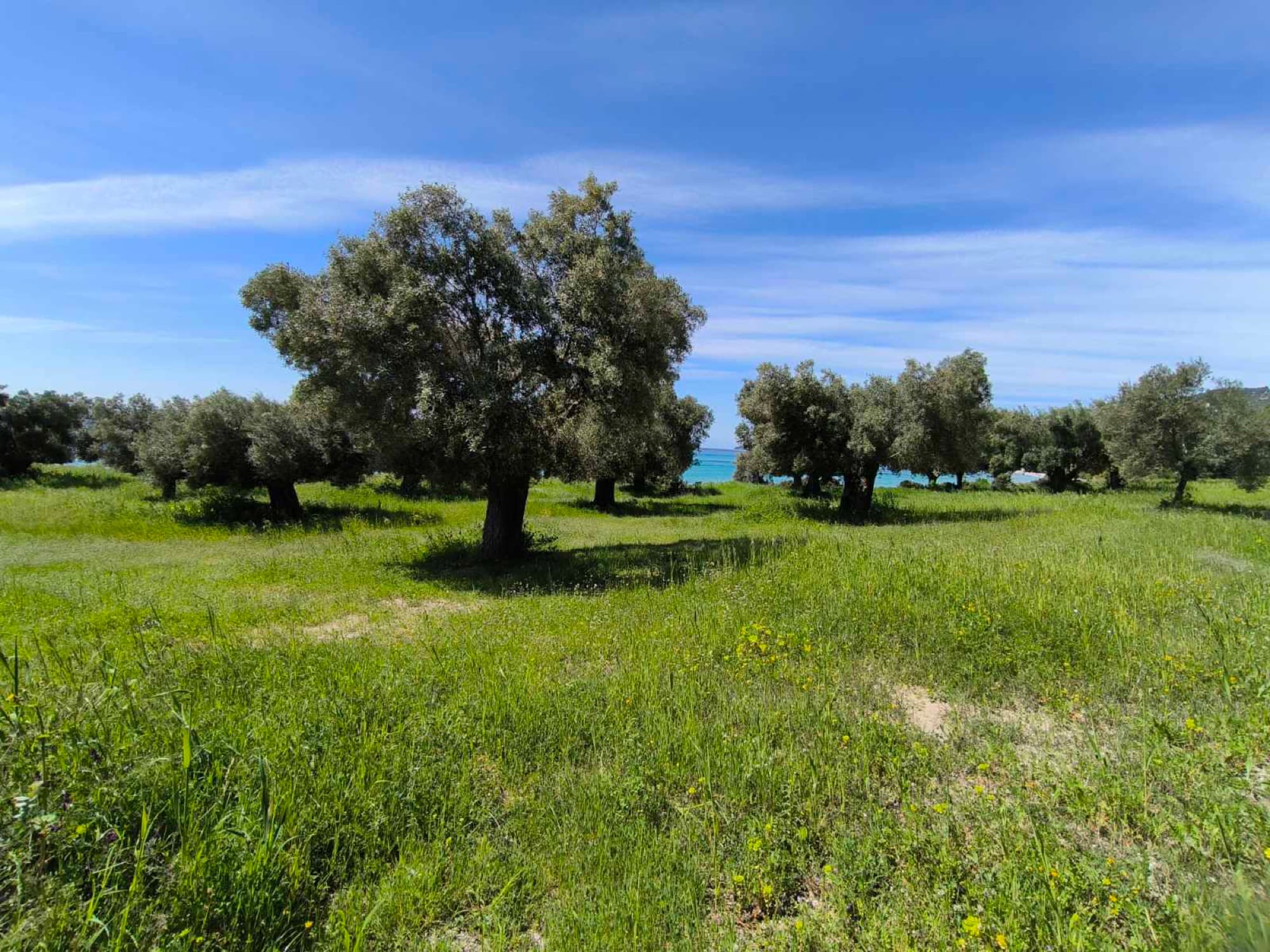 Two Adjacent Plots, 9,000 m², for Sale in Kassandra, Halkidiki - 2