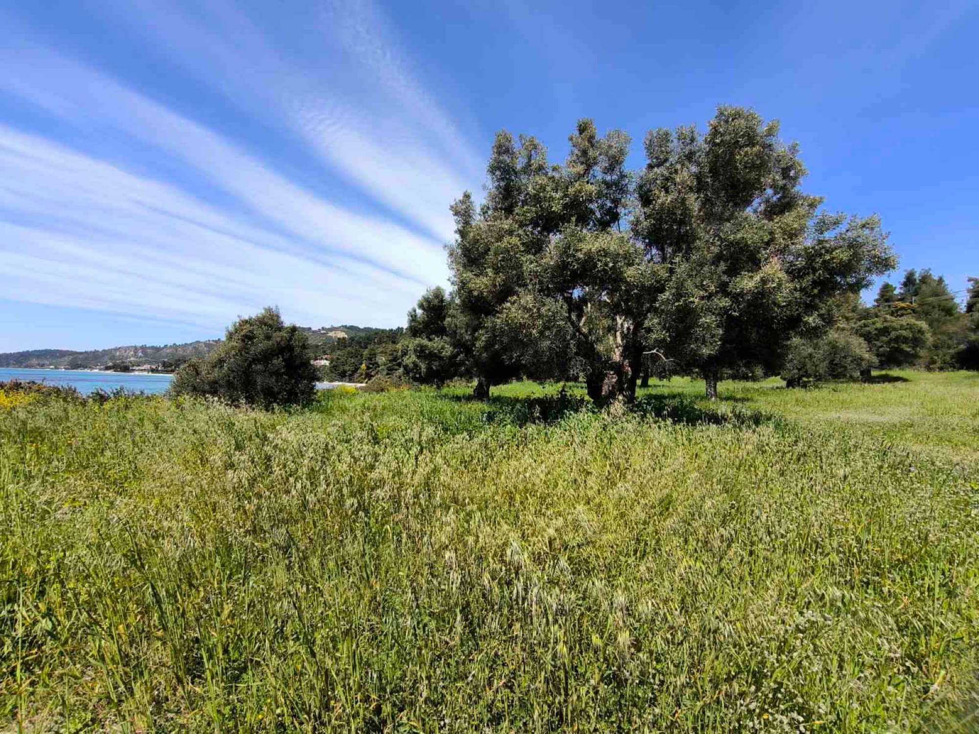 Two Adjacent Plots, 9,000 m², for Sale in Kassandra, Halkidiki - 5