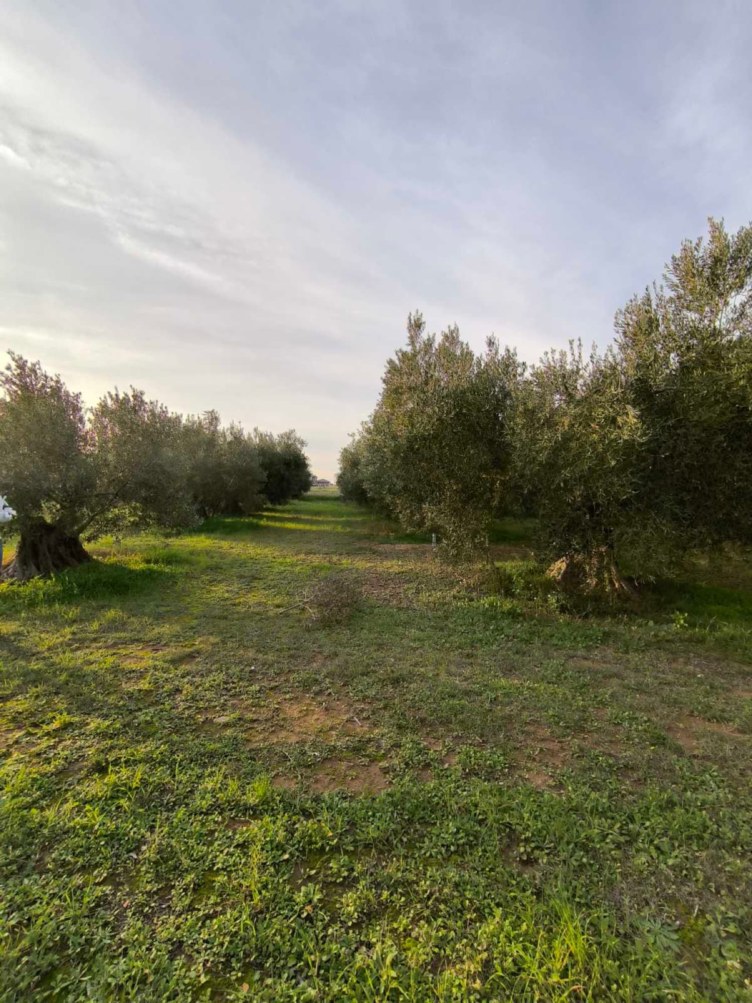 2,220 m² Buildable Corner Plot for Sale in Kalyves, Halkidiki - 3